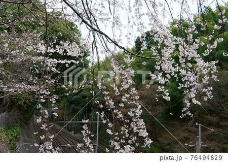桜と線路 76494829