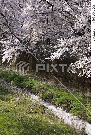 水路に覆い被さる満開のソメイヨシノ 東京 水路に覆い被さる満開のソメイヨシノ 東京 76495055