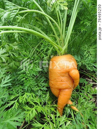 14,995 Carrot Legs Royalty-Free Photos and Stock Images