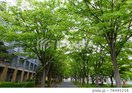 旧米沢高等工業学校本館　山形大学工学部　ケヤキ並木 76495256
