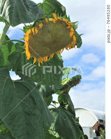 大輪の花 76495280
