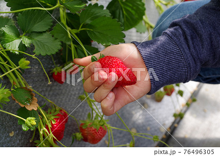 温室で育ついちご 温室で育ついちご 76496305