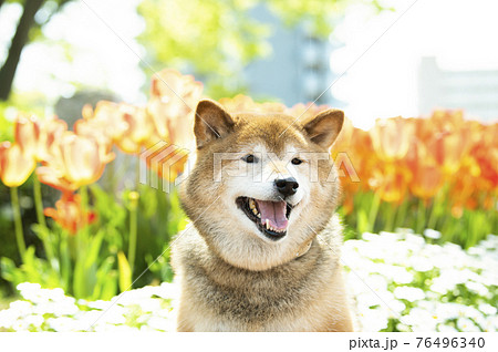 花バックの笑顔の柴犬の写真素材