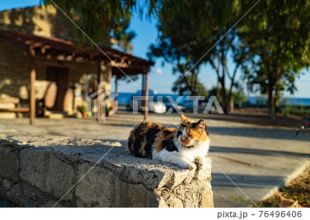 キプロス・リマソルの海岸付近の教会で餌をもらう猫 76496406