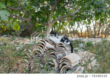 キプロス・リマソルの猫修道院にいる猫 76496430