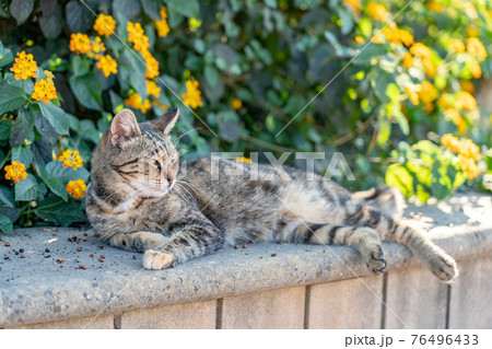 キプロス・リマソルの猫修道院にいる猫 76496433