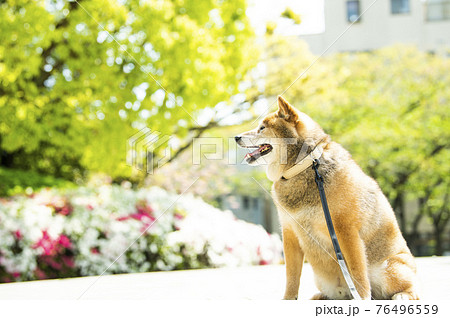 柴犬 犬 公園 新緑 柴犬 犬 公園 新緑 76496559