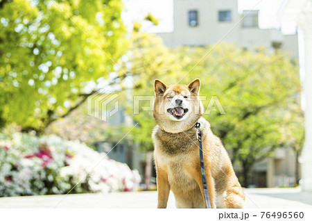 柴犬 犬 公園 新緑 柴犬 犬 公園 新緑 76496560