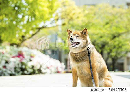 柴犬 犬 公園 新緑の写真素材