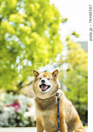 柴犬 犬 公園 新緑 柴犬 犬 公園 新緑 76496567