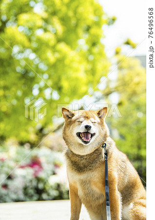 柴犬 犬 公園 新緑 目つむり 柴犬 犬 公園 新緑 目つむり 76496568