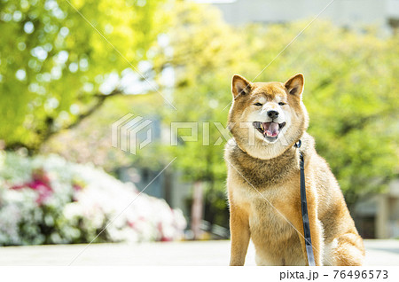 柴犬 犬 公園 新緑の写真素材
