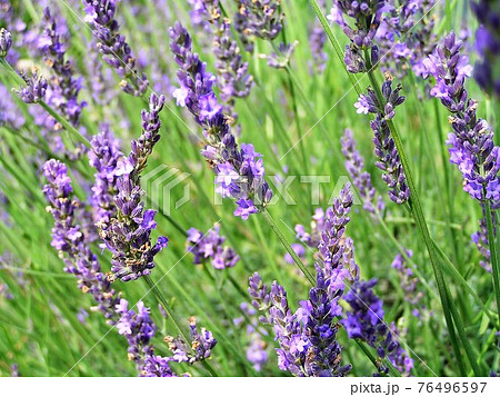 ラベンアー・グロッソ ラベンアー・グロッソ 76496597