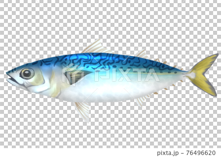 サバ 76496620