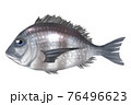 クロダイ 76496623