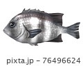 イシダイ 76496624