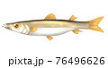 カマス 76496626
