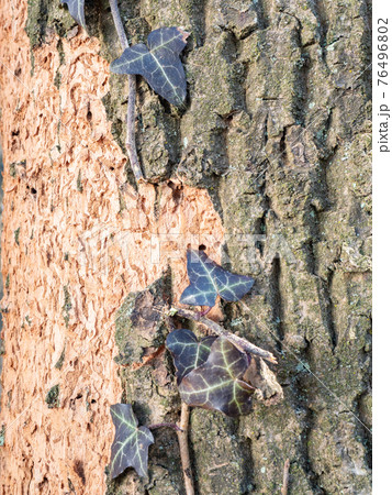 Ivy leaf on dark oak bark. Plants always green. Spring light. 76496802