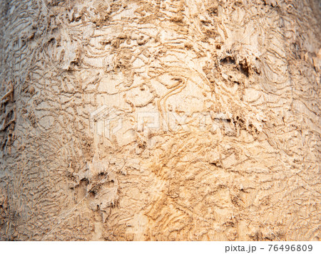 Oak bark damaged by larvae of the great capricorn beetle. Dying forest Oak bark damaged by larvae of the great capricorn beetle. Dying forest 76496809