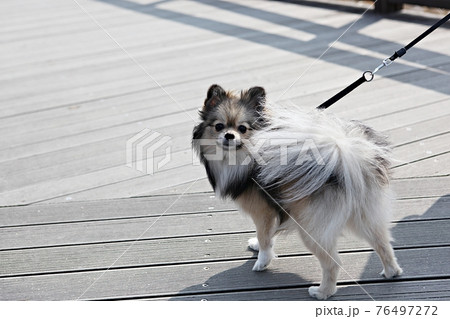 ペット 犬 動物 76497272