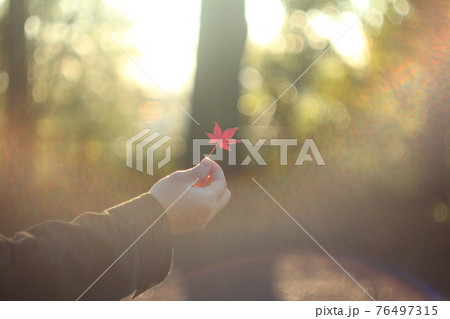 紅葉 紅葉 76497315