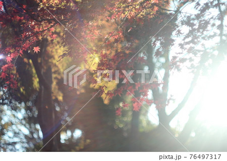 紅葉 76497317
