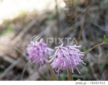 春の野山に自生する紫色のショウジョウバカマ 76497452