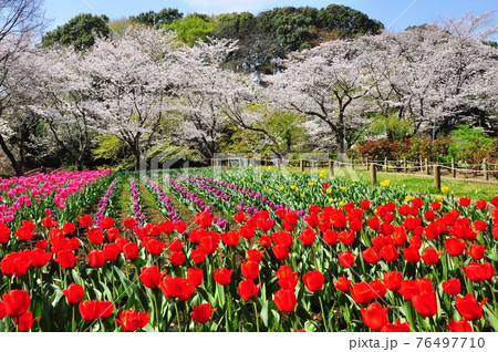 大和市ふれあいの森　色鮮やかなチューリップ畑と満開の桜 76497710