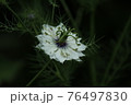 ニゲラ 76497830