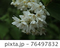 ウツギ 76497832