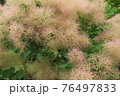 スモークツリー 76497833