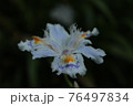 シャガ 76497834