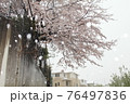 雪桜 76497836