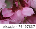 桜 76497837