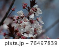 スモモの花 76497839