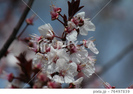 スモモの花 76497839