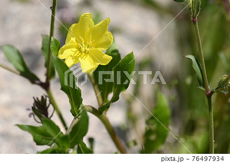 草丈の低いコマツヨイグサ 草丈の低いコマツヨイグサ 76497934