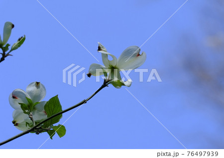 ハナミズキ 76497939