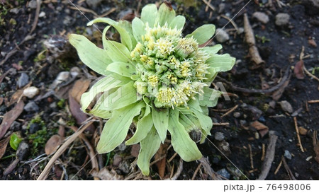 ふきのとう（山蕗） 76498006