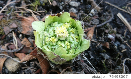 ふきのとう(山蕗) ふきのとう(山蕗) 76498007
