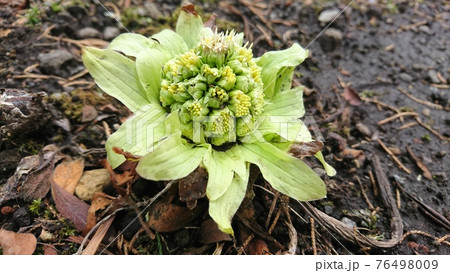 ふきのとう（山蕗） 76498009