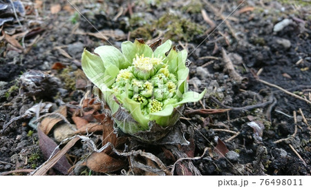ふきのとう（山蕗） 76498011