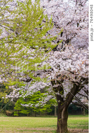 春の公園のきれいな桜の木と緑の葉の写真素材