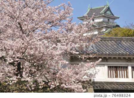 満開の桜と和歌山城天守閣 岡口門 和歌山県和歌山市 満開の桜と和歌山城天守閣 岡口門 和歌山県和歌山市 76498324