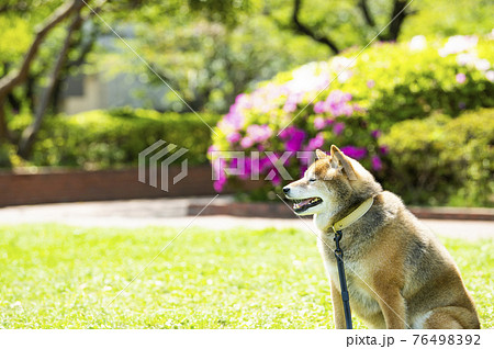 柴犬 犬 公園 新緑 柴犬 犬 公園 新緑 76498392