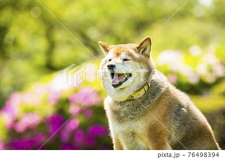 柴犬 犬 公園 新緑 柴犬 犬 公園 新緑 76498394