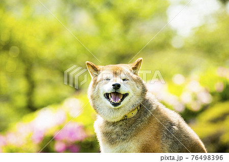柴犬 犬 公園 新緑 カメラ目線の写真素材