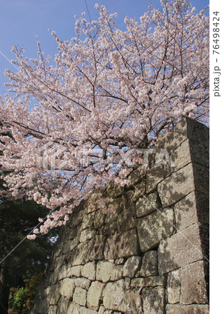満開の桜 和歌山城公園 和歌山県和歌山市 満開の桜 和歌山城公園 和歌山県和歌山市 76498424