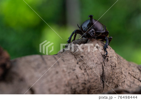森で木にしがみ付くオスのカブトム 森で木にしがみ付くオスのカブトム 76498444