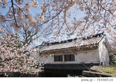 和歌山城岡口門と満開の桜 和歌山県和歌山市 和歌山城岡口門と満開の桜 和歌山県和歌山市 76498510